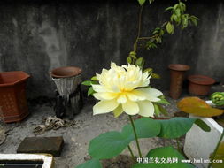 精品再绽 花卉中的细腻之美