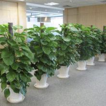 东湖区巨人花卉园艺中心 供应产品