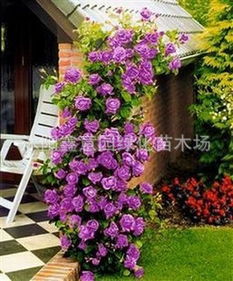 精品紫仙月季与紫霞月季 香型月季种苗批发优选策略
