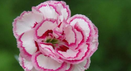新手养花,不如养盆 花中精品 康乃馨,花色鲜艳夺目,缤纷亮眼