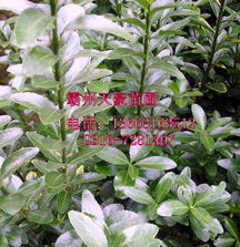 花卉世界网·天豪绿化苗木 精选花卉产品展示与养护指南