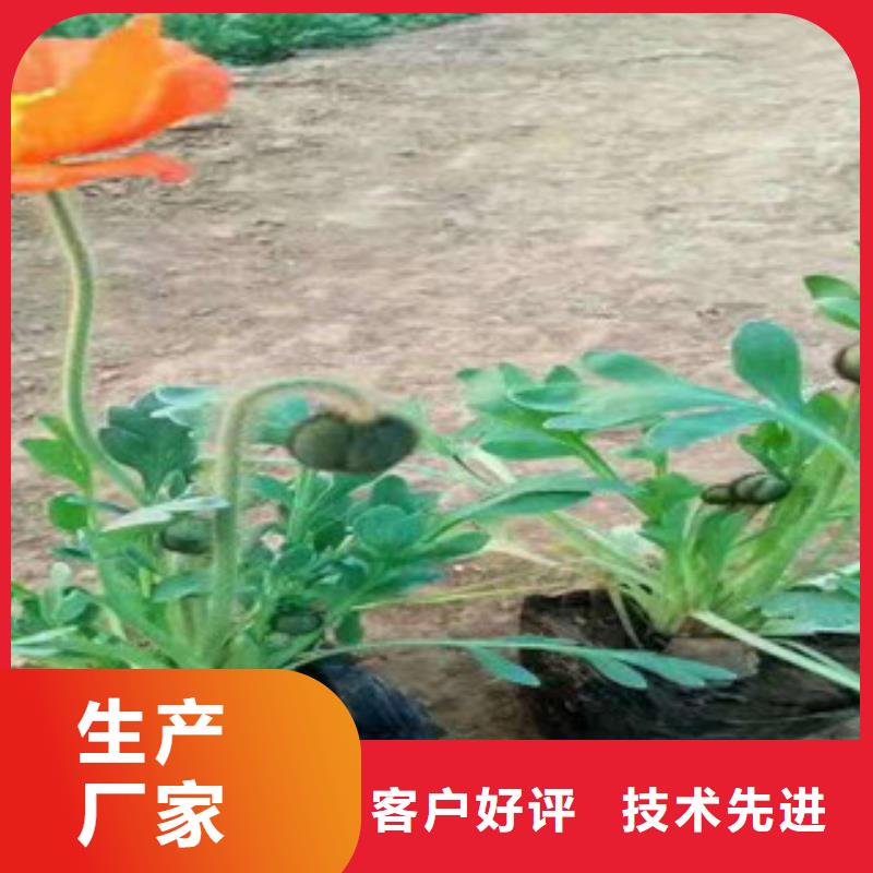 洛龙|伊川|三门峡|郑州花海景观工程_洛阳(当地)(更新时间:2025-10-29 13:58:30)