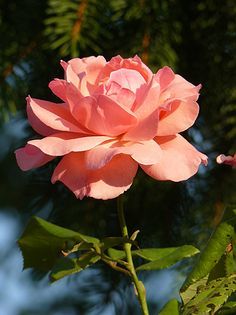 花卉摄影作品