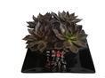 观叶类-水培花卉加盟|四叶草花屋加盟|四叶草环保科技 产品展示(水培花卉加盟、四叶草花屋加盟、土培花卉加盟)-金泉网